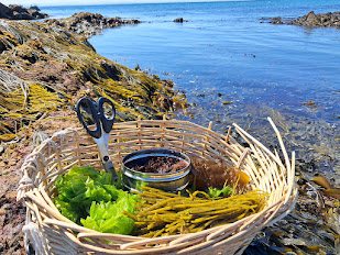 A wicker basket with scissors, a tin and cut seaweed on the rocks by the sea