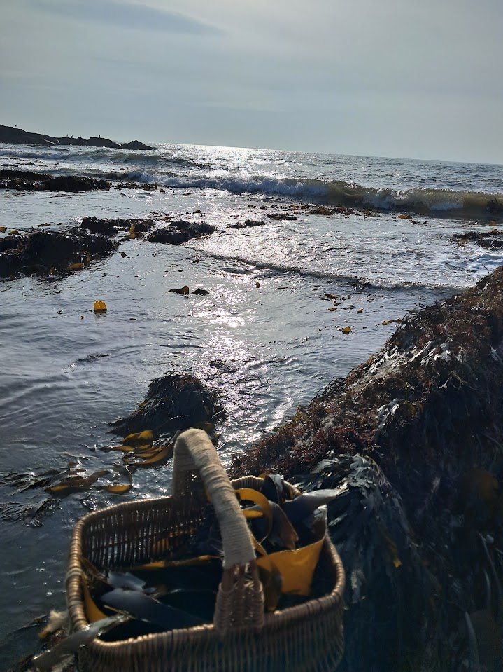 A wicker basket of seaweed on the rocks with the surf and low sun behind