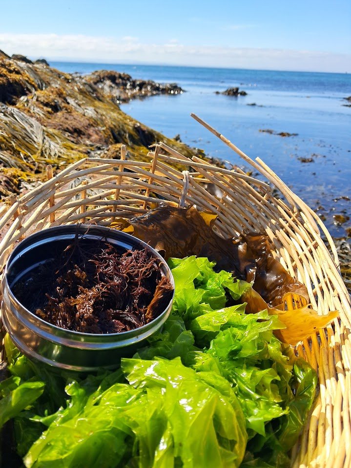 A wicker basket on the rocks holding a tin of pepper dulse, fresh sea lettuce and a kelp blade, the sea behind