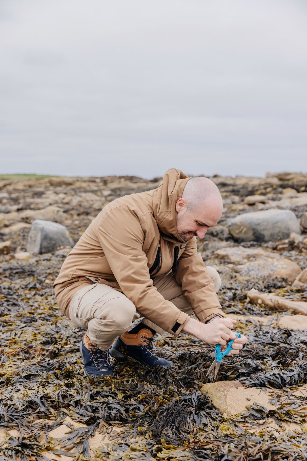Cutting seaweed carefully with scissors