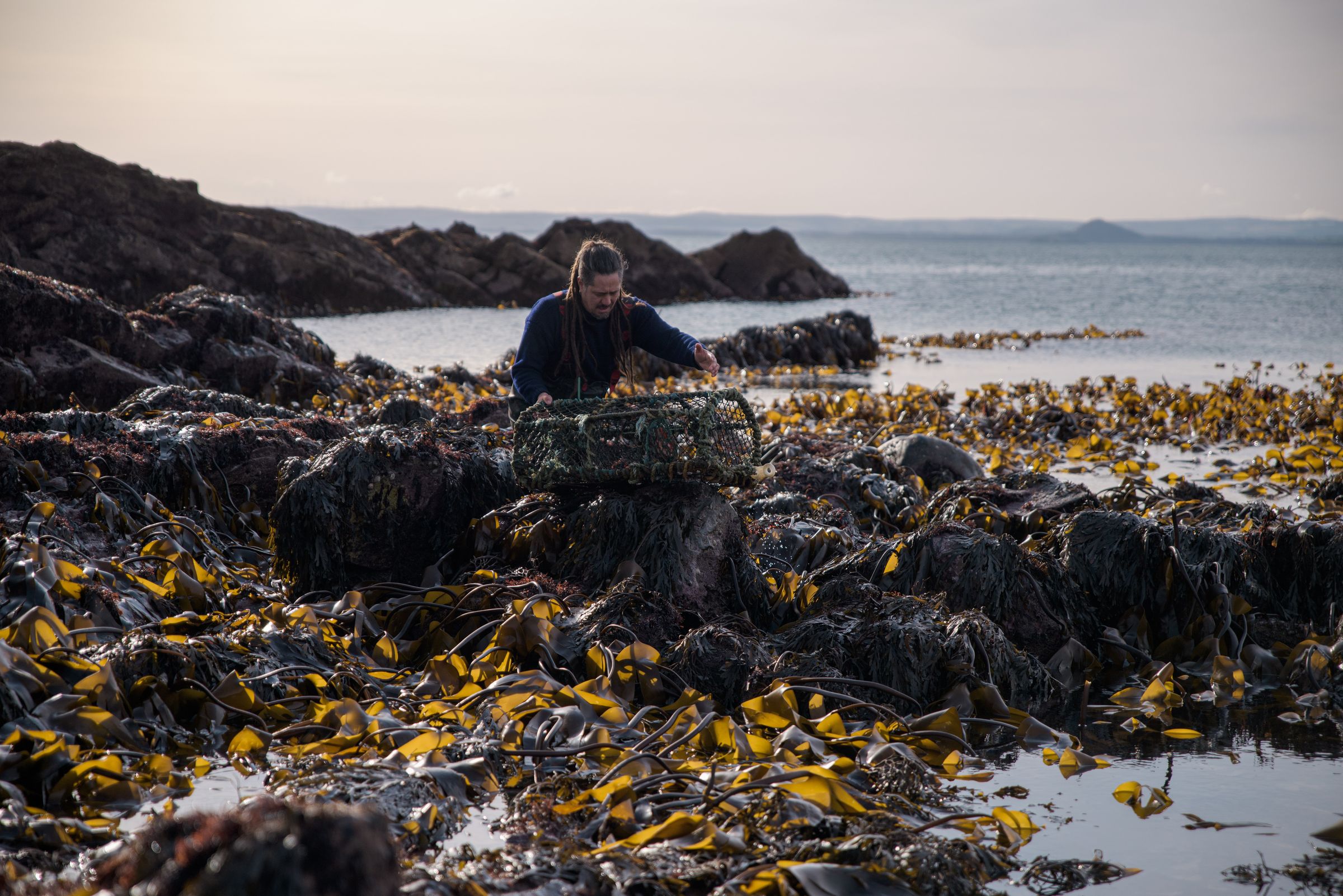 Harvesting golden kelp at low water
