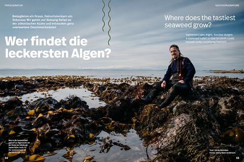 WINGS magazine — opening spread of the seaweed feature