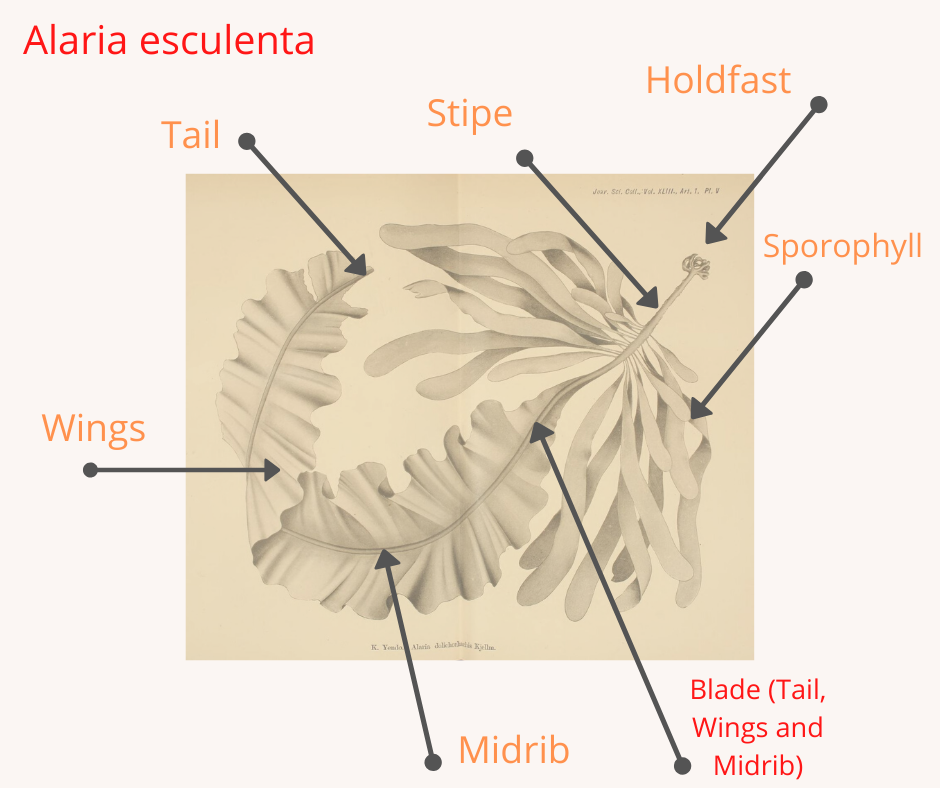 Labelled diagram of Alaria esculenta: tail, wings, midrib, stipe, sporophyll and holdfast