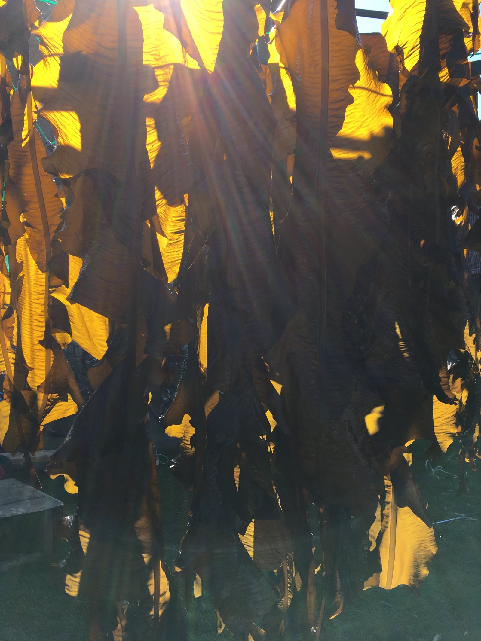 Dabberlocks blades hanging in the sun, light shining through them