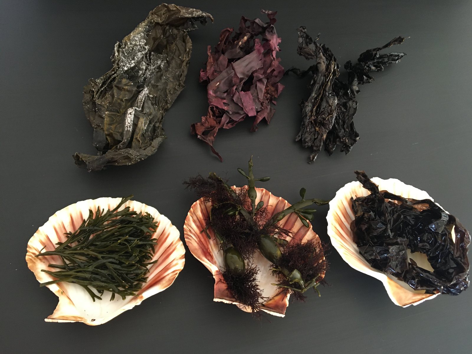 Six kinds of dried seaweed laid out on scallop shells