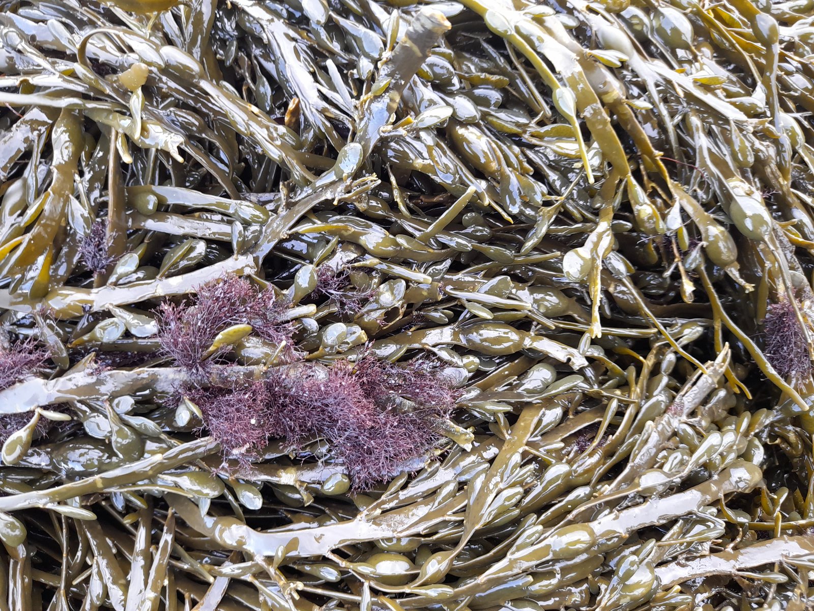 Freshly gathered wrack with pink seaweed threaded through it, ready for the garden