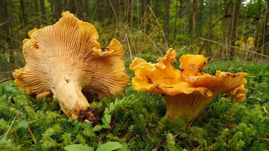 Chanterelles — if you are not certain, leave them out