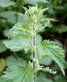 Young nettle tops — pick with gloves