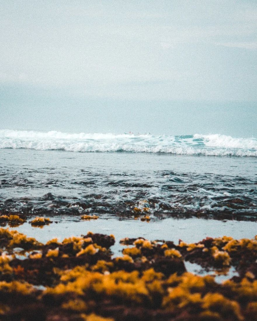 The lower shore uncovered — the forager&rsquo;s window
