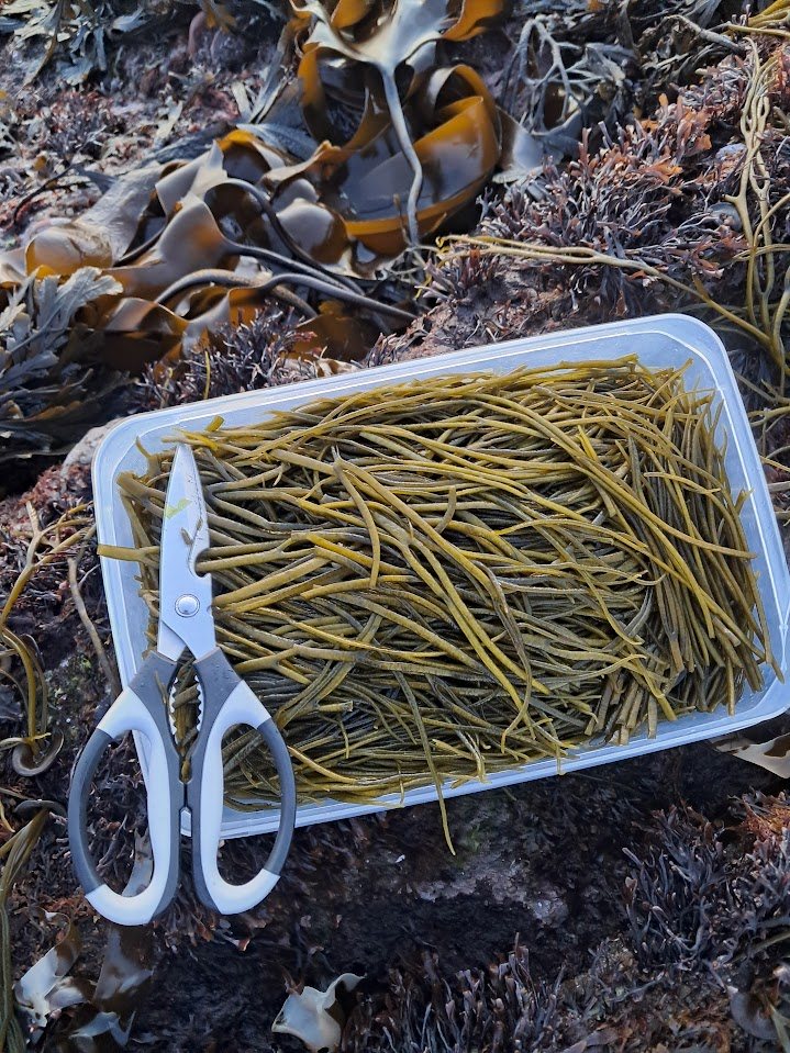 A tub of freshly cut sea spaghetti with scissors, resting on the wrack