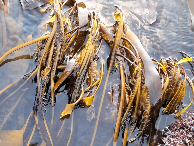 Dabberlocks fronds on the shore