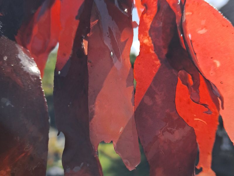 Dulse blades, deep red