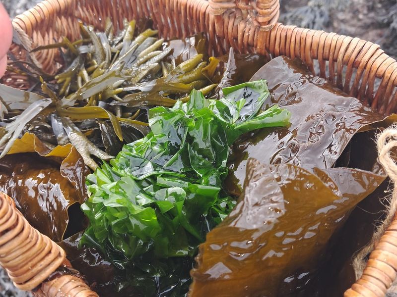 Seaweeds gathered on the East Neuk shore