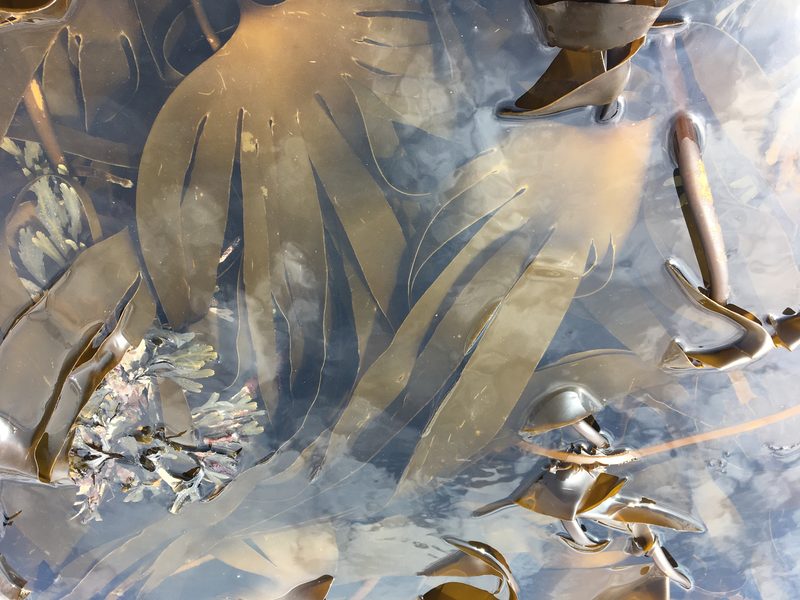 Oarweed kelp at spring low tide