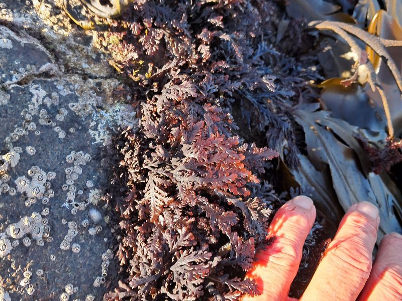 Pepper dulse tufts on rock