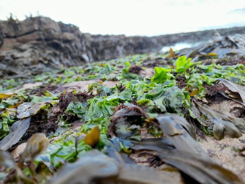 Sea lettuce in a rock pool