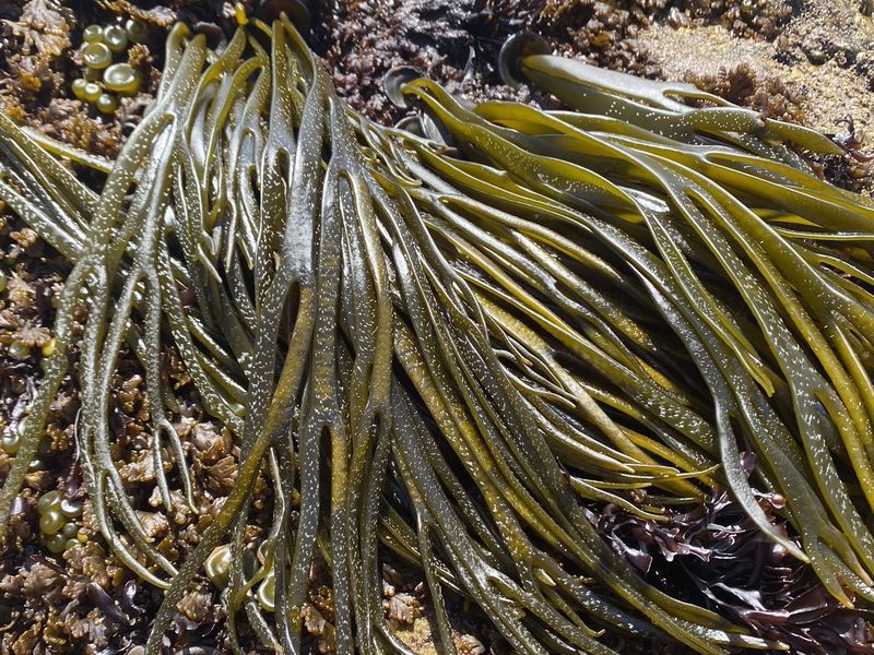 Sea spaghetti strands at low tide