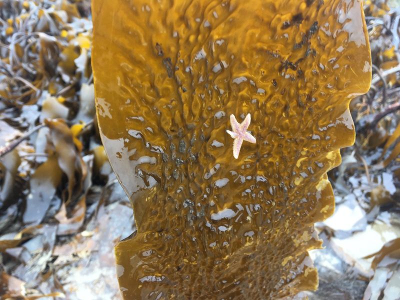 Sugar kelp blade with its crinkled edge