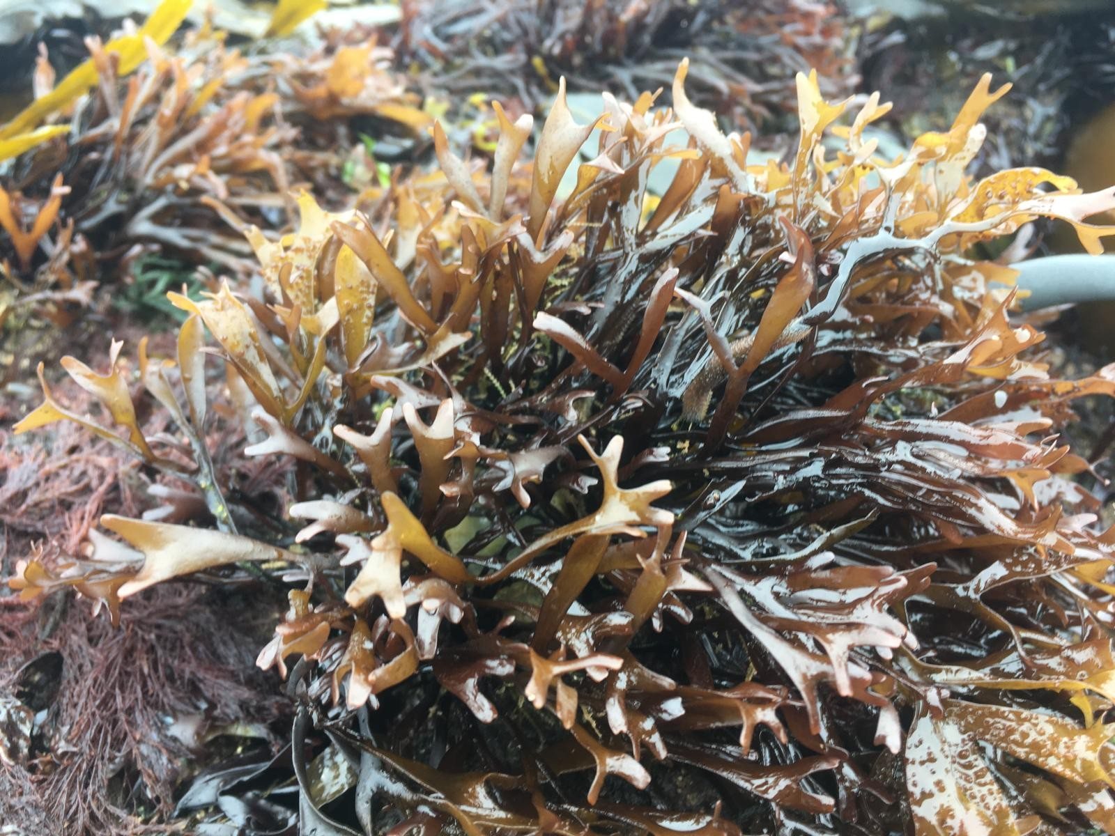 Fronds of carrageen, Irish moss, growing on the rocks