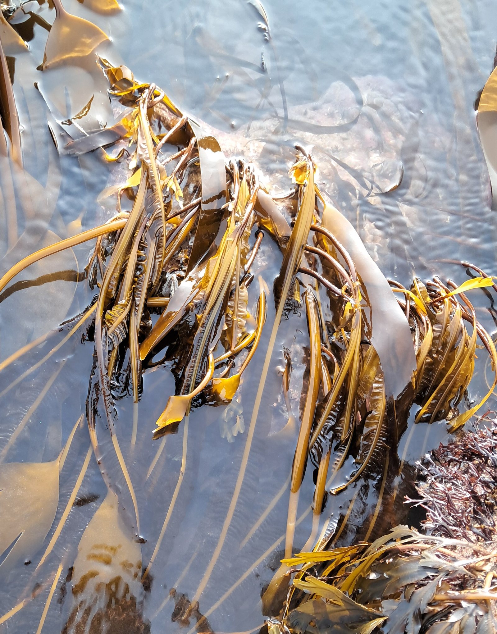 Dabberlocks fronds lying over the rocks at low water