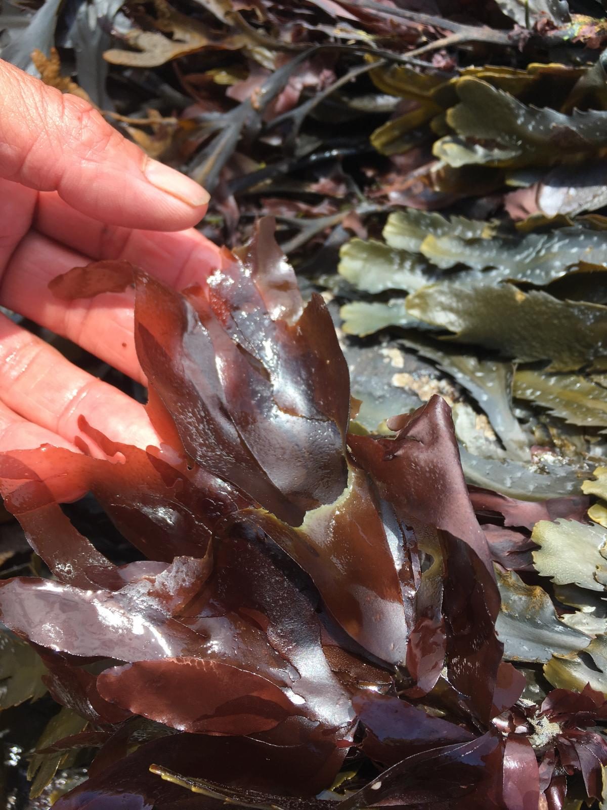 Fresh dulse blades, glossy and deep red-purple, held in a hand above the wracks on the shore