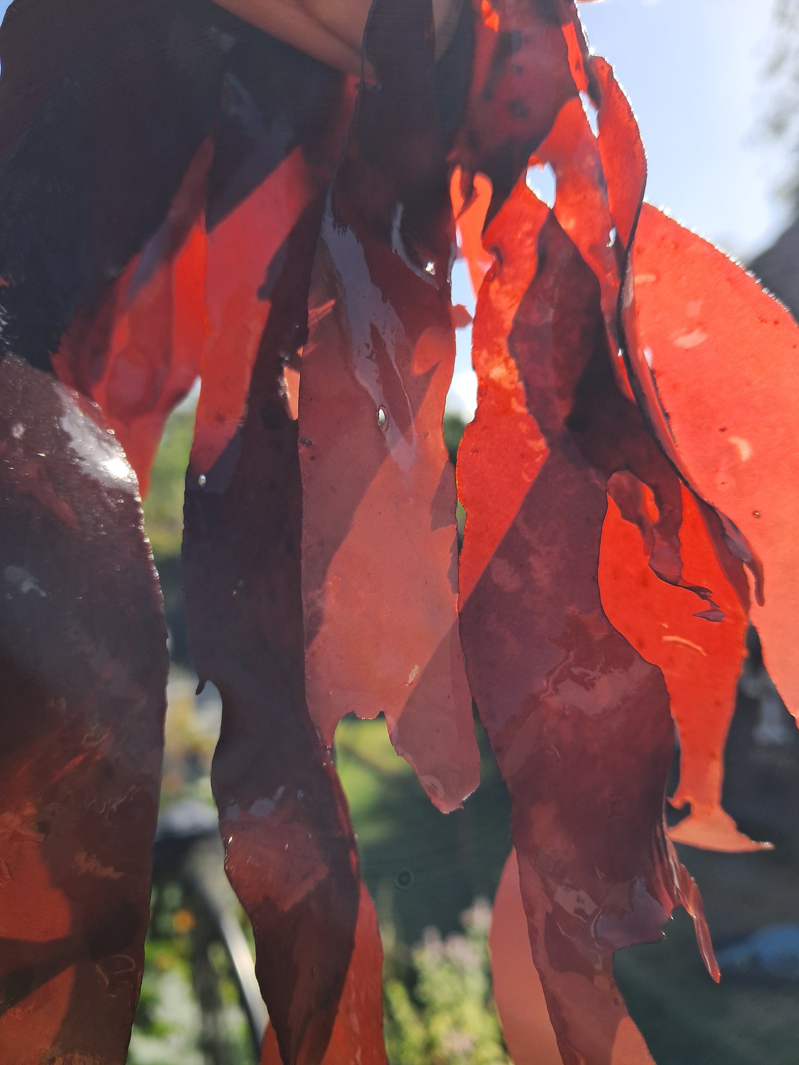 Deep red dulse blades held up against the light