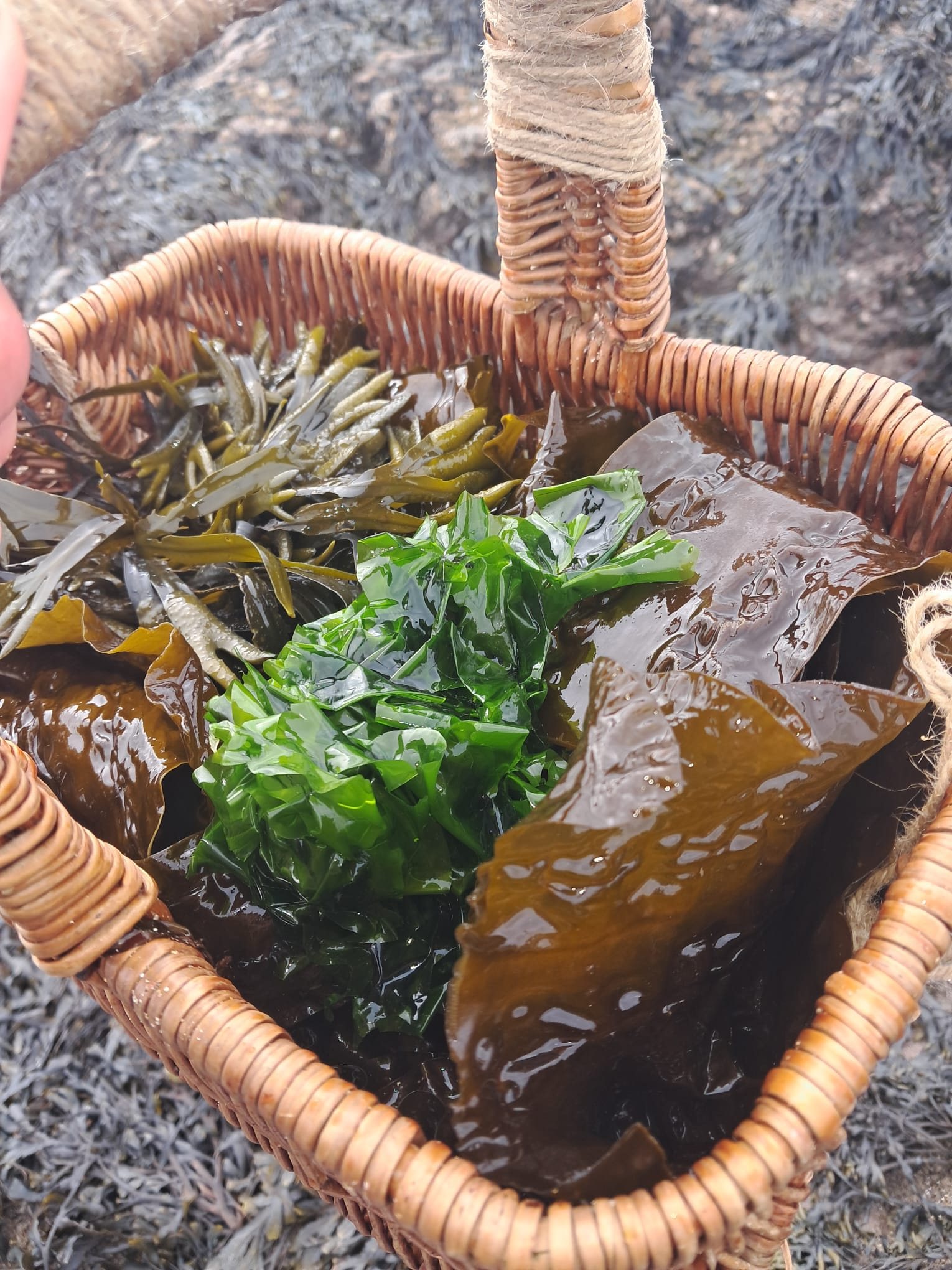 A wicker basket of freshly picked seaweeds: sea lettuce, kelp, dulse and more