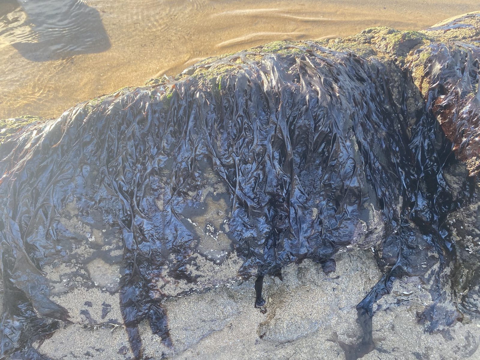 Dark, glossy laver coating a rock face above the sand