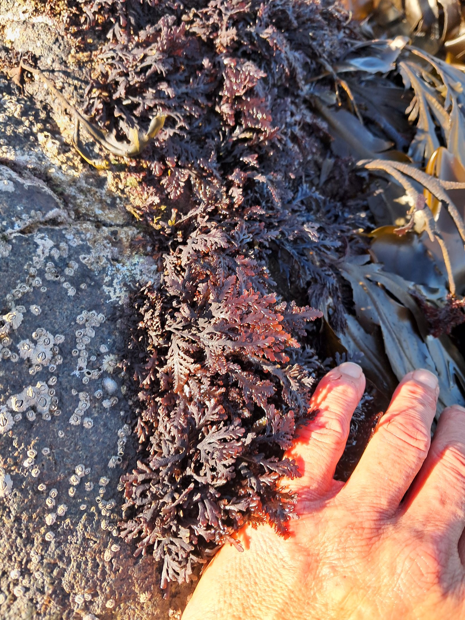 A hand beside a tuft of dark red pepper dulse on the rock