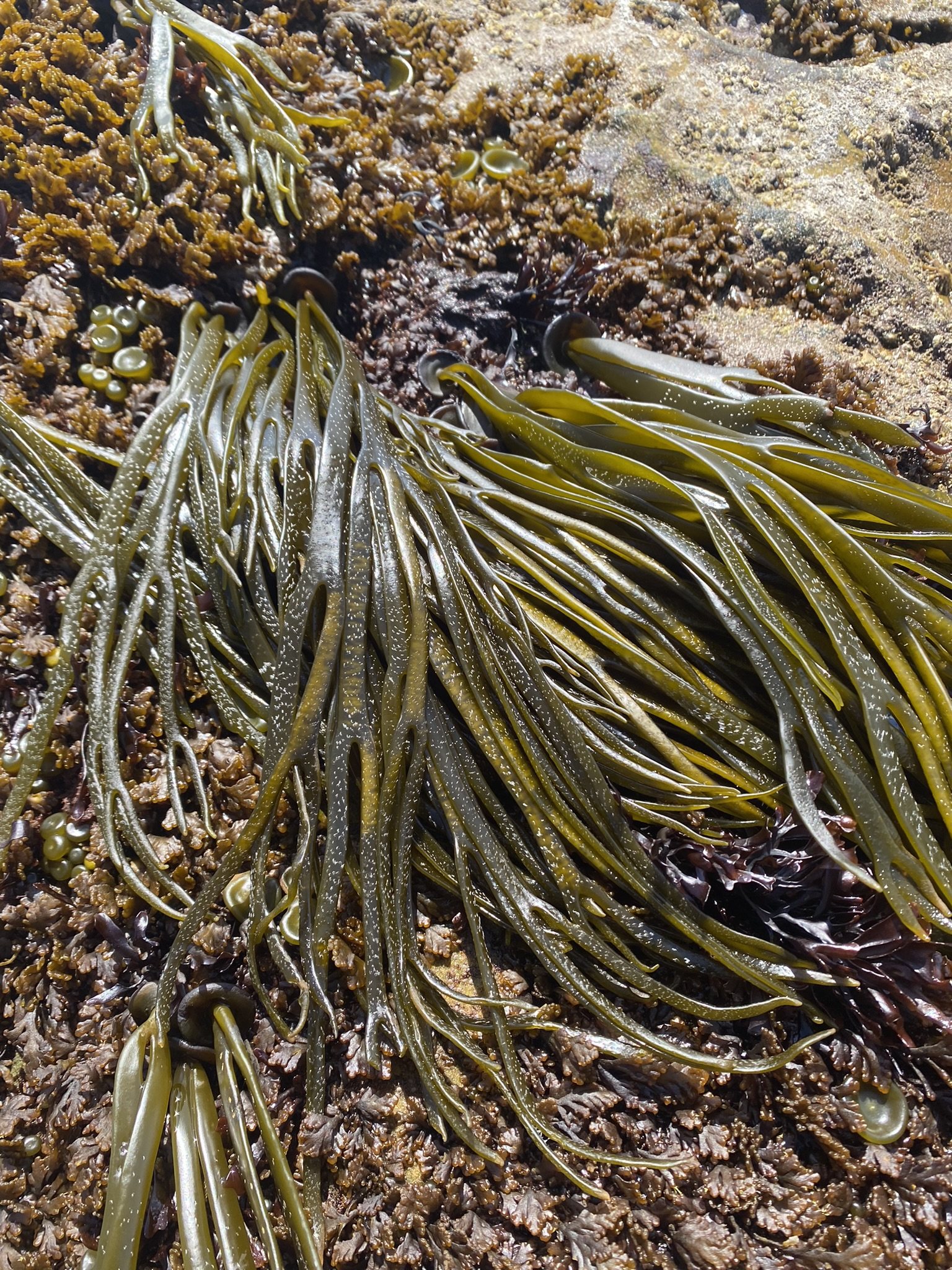 Long strands of sea spaghetti draped over the rocks at low tide
