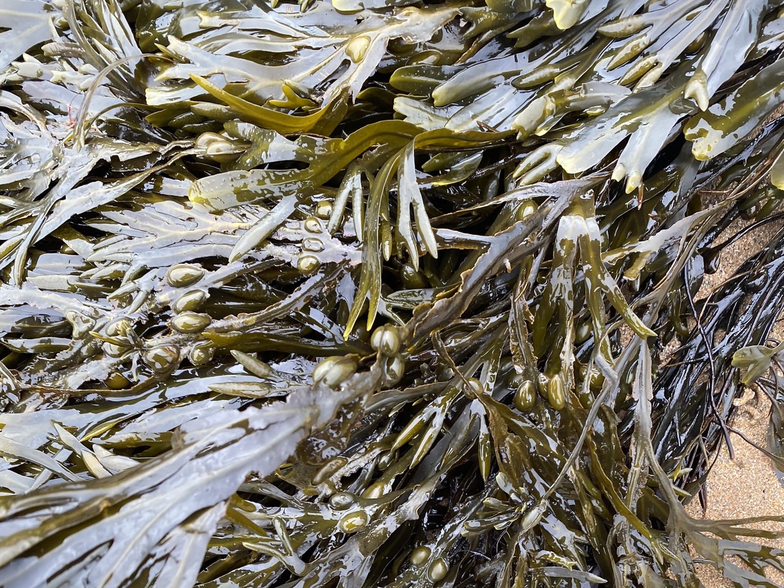 A dense bed of wrack fronds exposed at low water