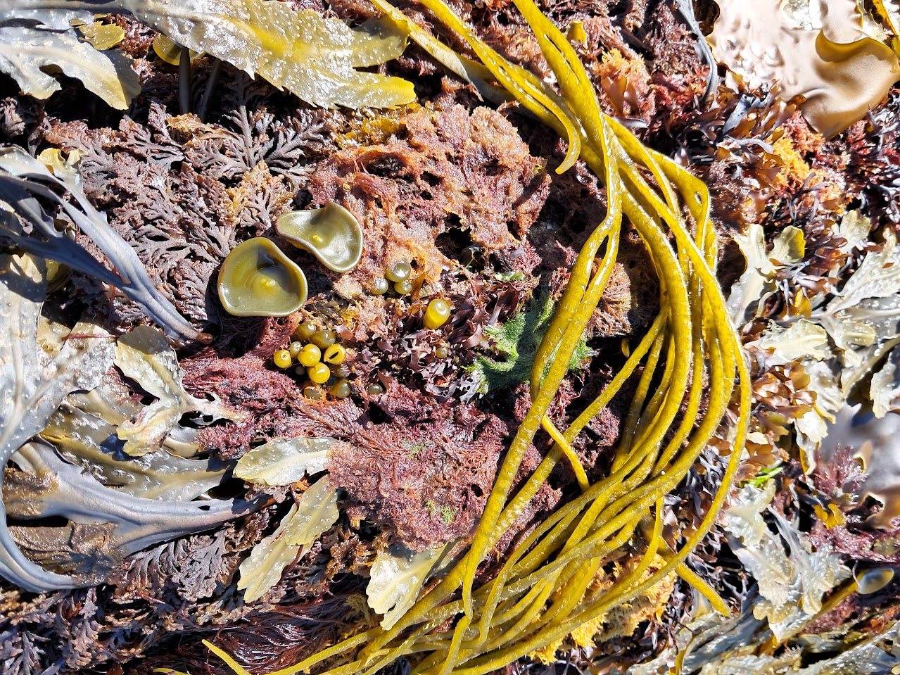 Close-up of the shore at low water: yellow sea spaghetti strands, red seaweed and wrack fronds