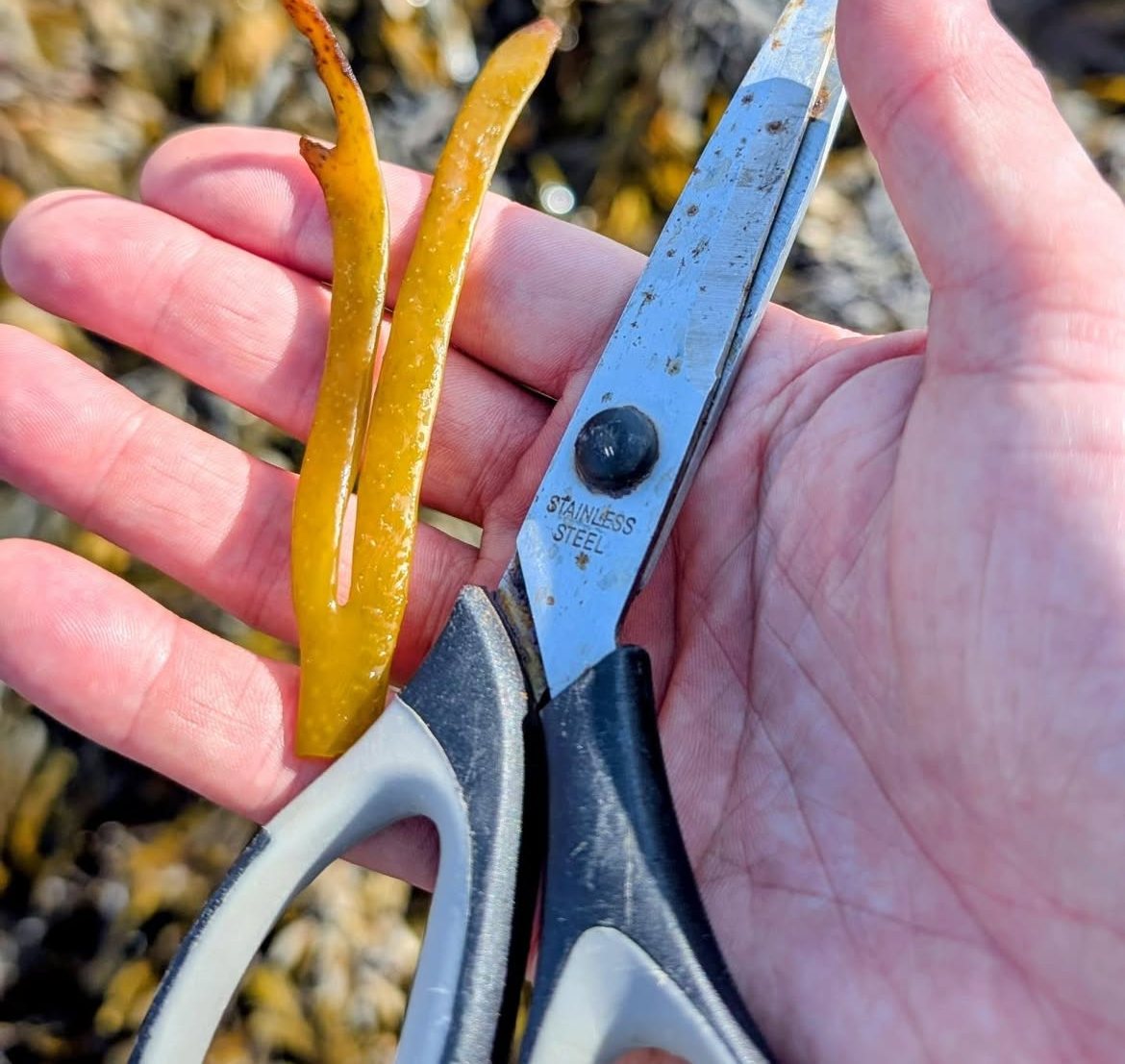 A forked strand of sea spaghetti in an open hand beside a pair of scissors
