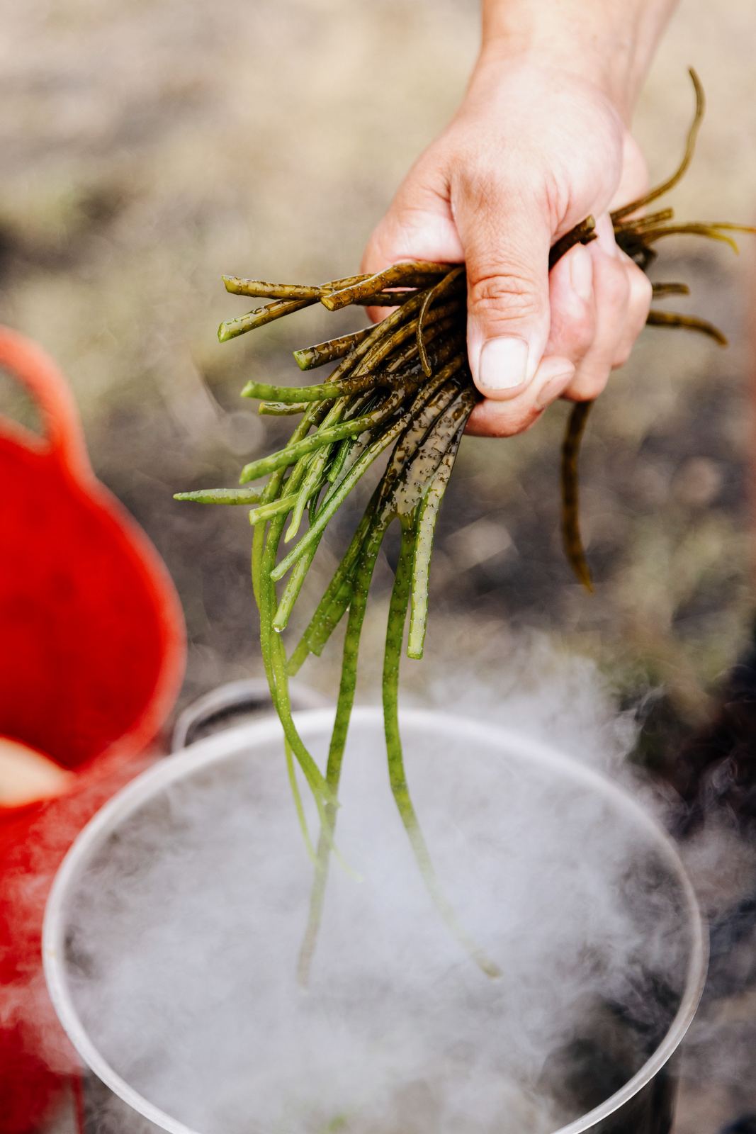 Sea spaghetti dropped into a steaming pot