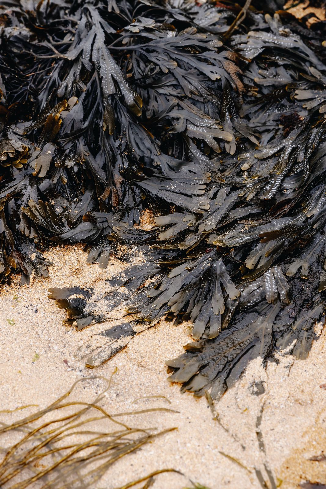 Bladderwrack washed up on golden sand