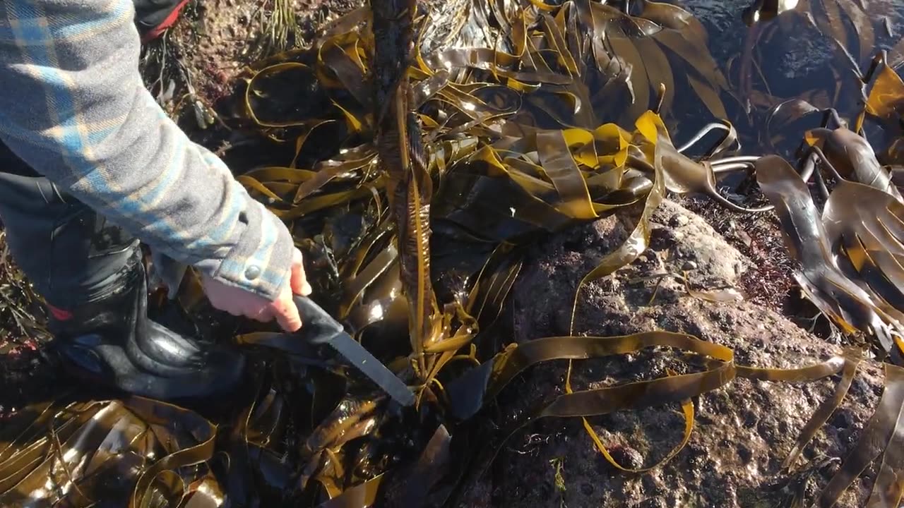 Cutting dabberlocks: a short film of Jayson cutting a blade above the base so it grows back