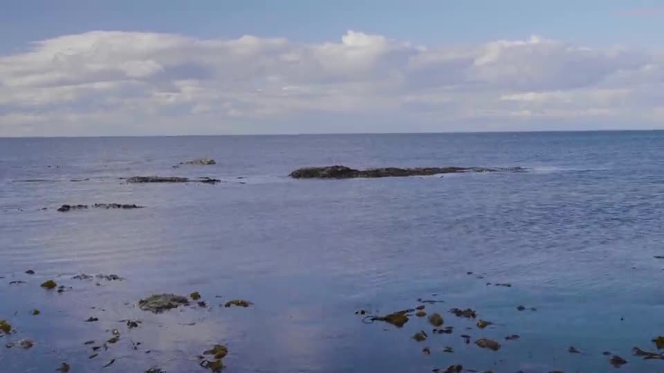 A Forager's Summer — film